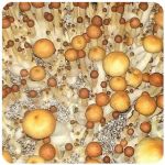 Псилоцибиновые (галлюциногенные)  грибы Psilocybin "Golden Teacher" в Белгороде