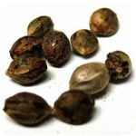 Семена марихуаны АК-47  (Seeds AK-47) в Белгороде